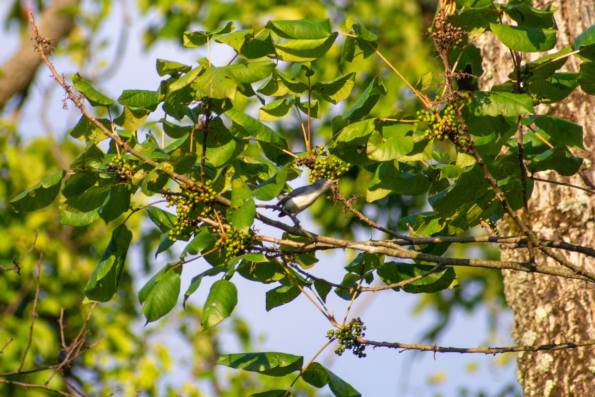 Blue-gray Gnatcatcher - ML276267331