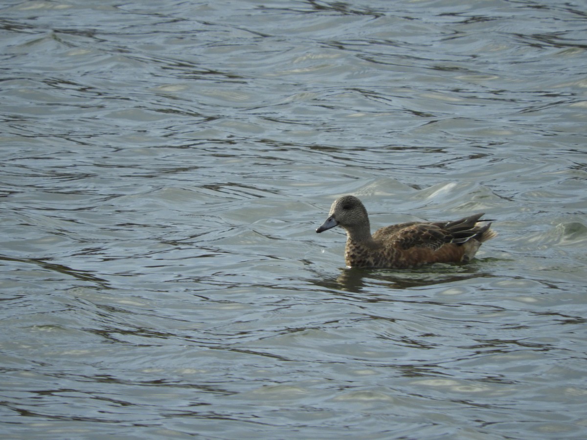 American Wigeon - David Catlin