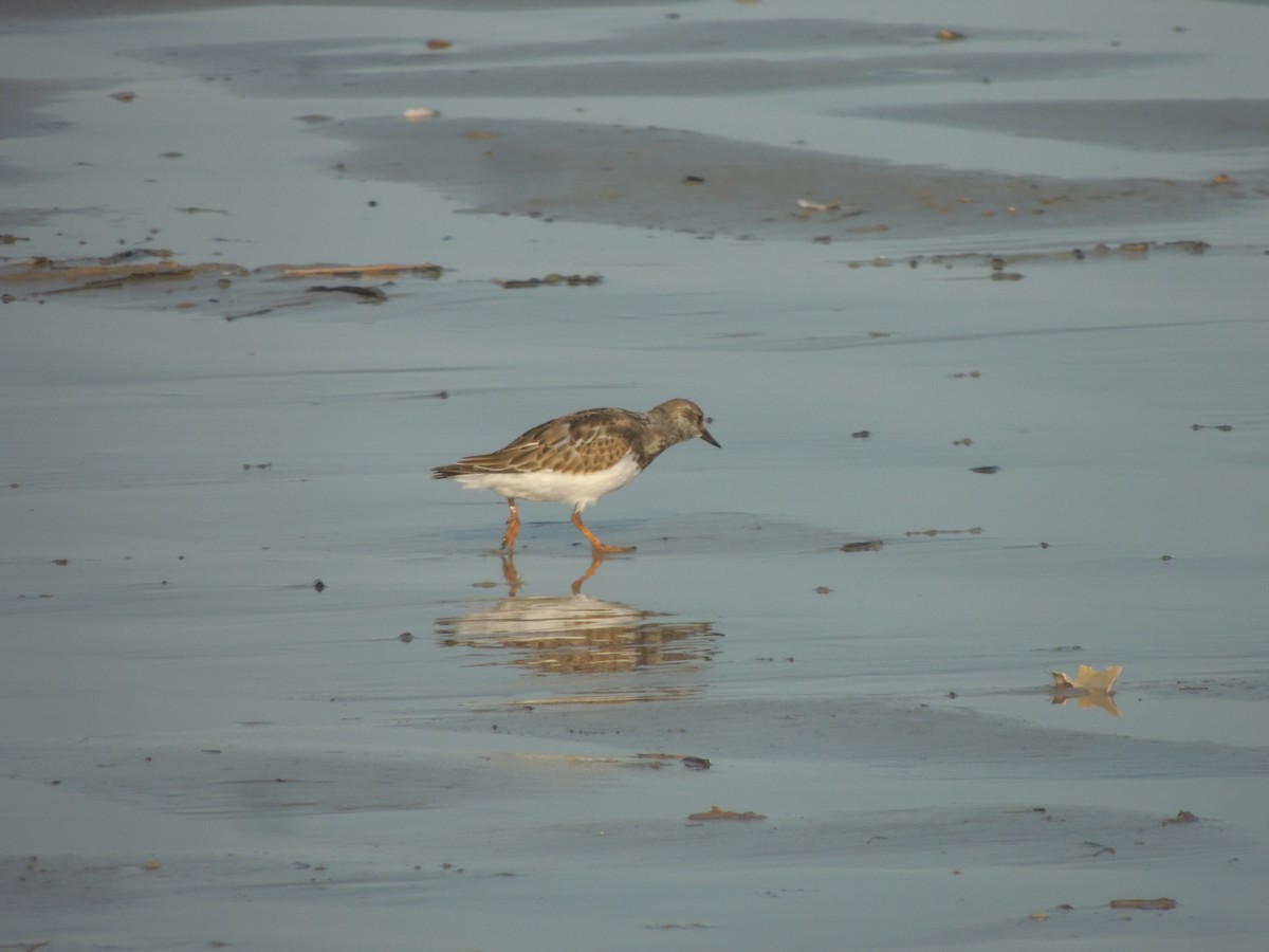 Ruddy Turnstone - ML276267741