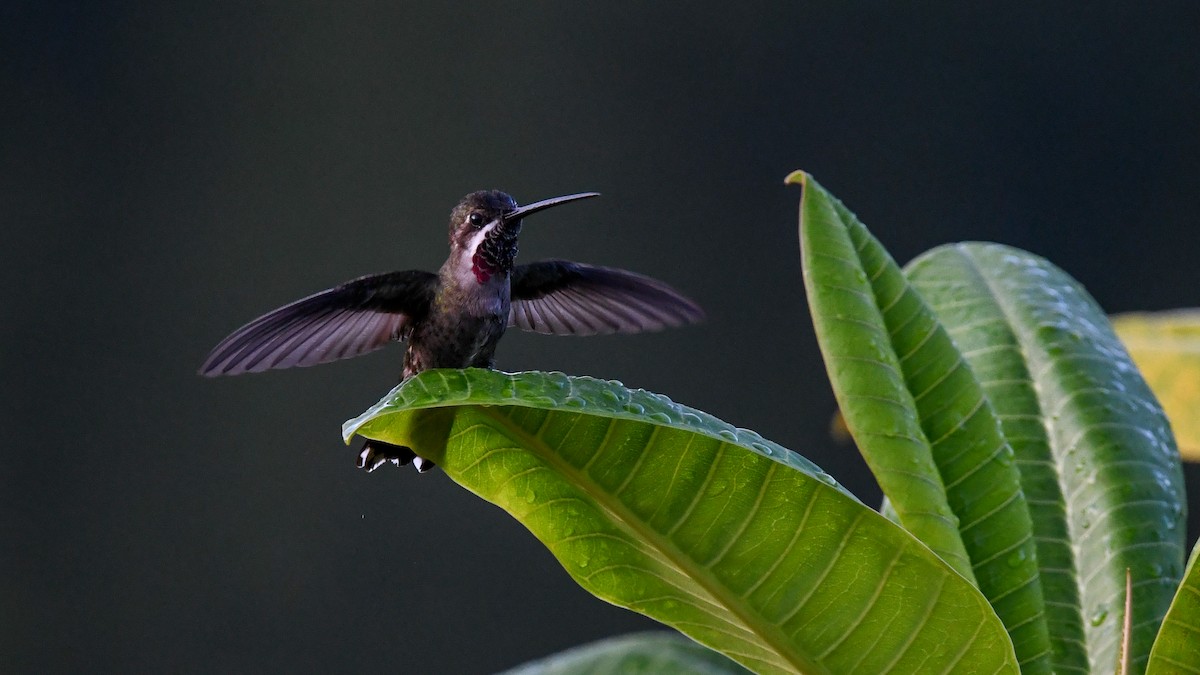 Plain-capped Starthroat - Sean Sime