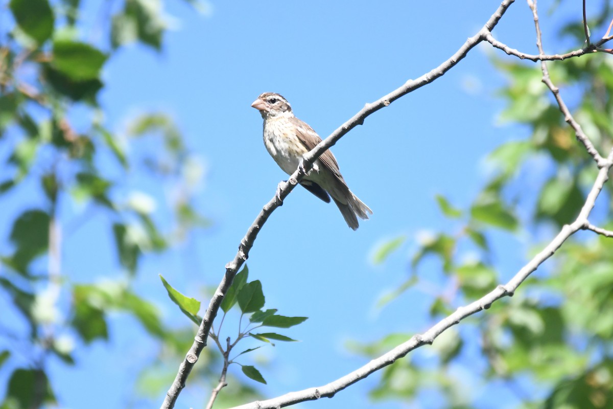 Rose-breasted Grosbeak - ML276269601