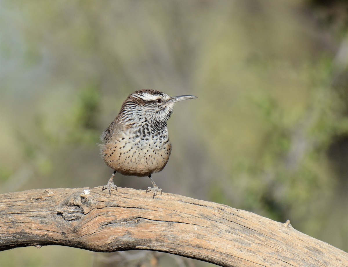 Cactus Wren - ML276269721