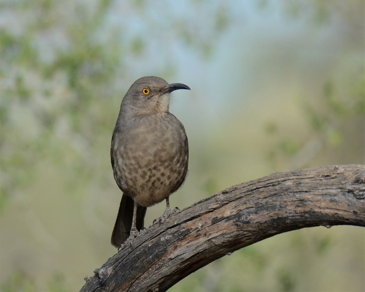 Curve-billed Thrasher - ML276269771