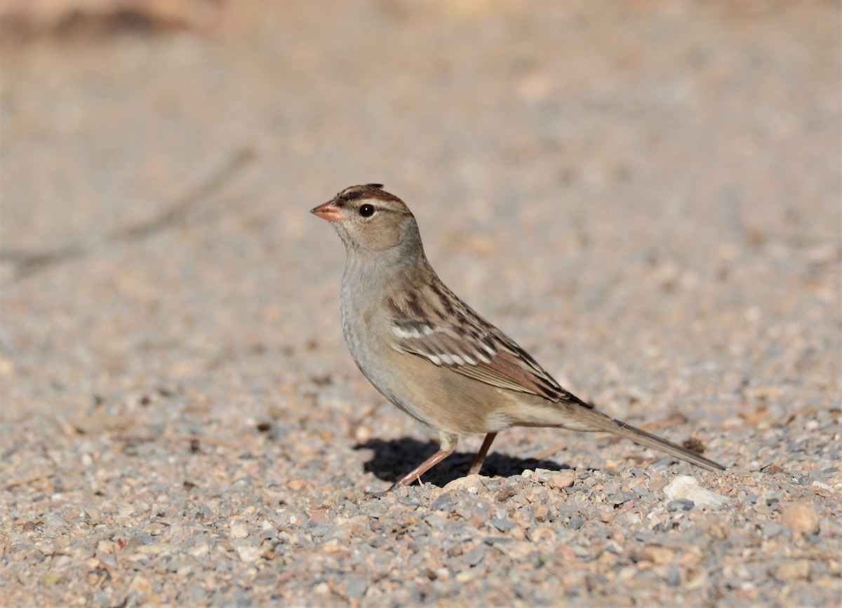 White-crowned Sparrow - ML276269871