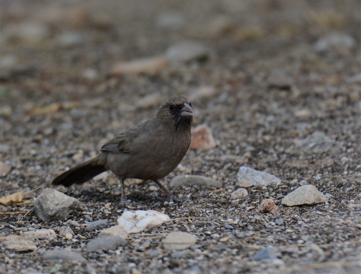 Abert's Towhee - ML276269941