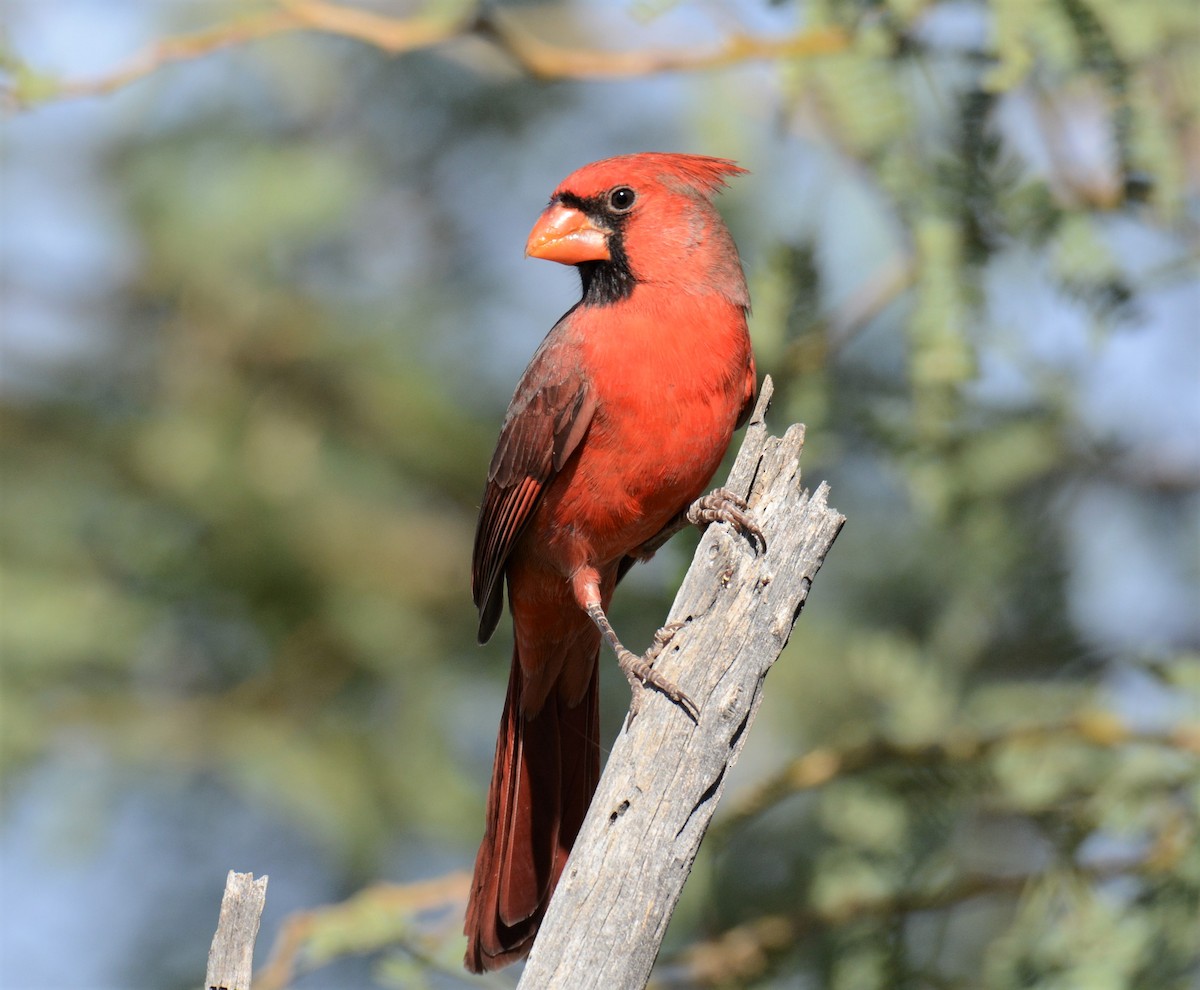 Northern Cardinal - ML276269971