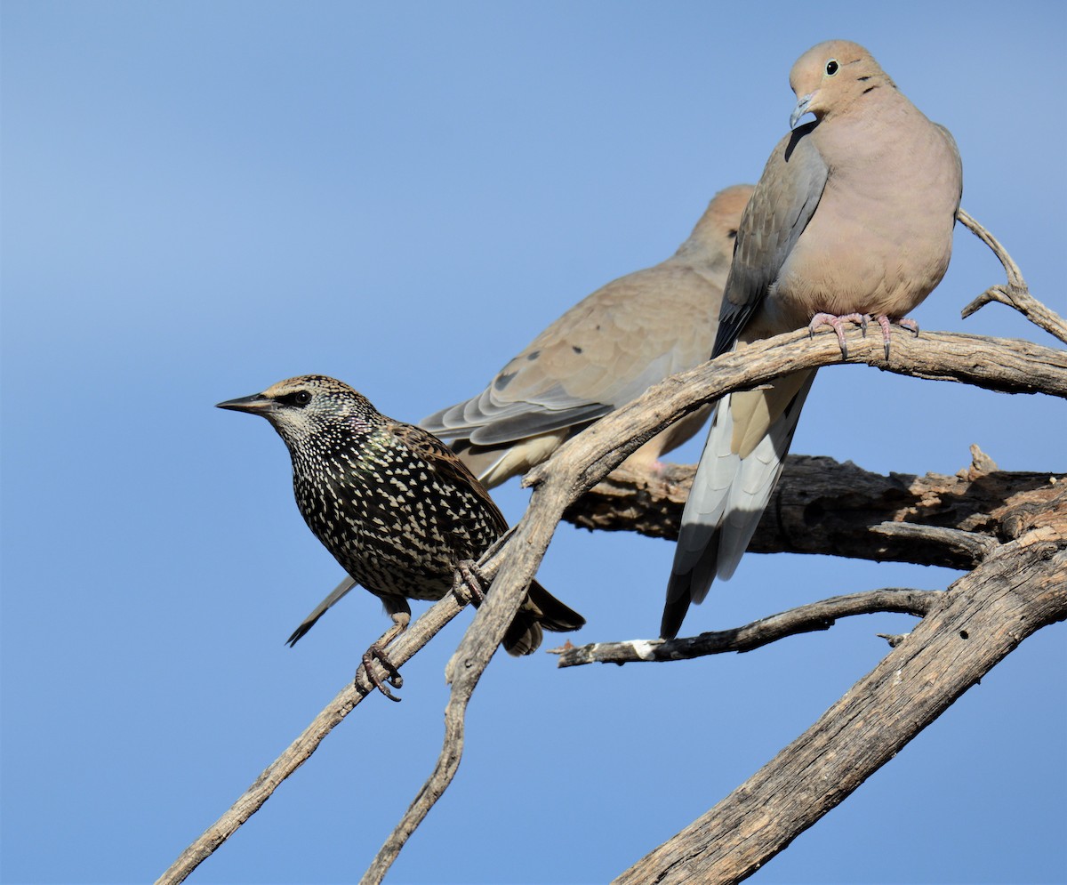 European Starling - ML276270181