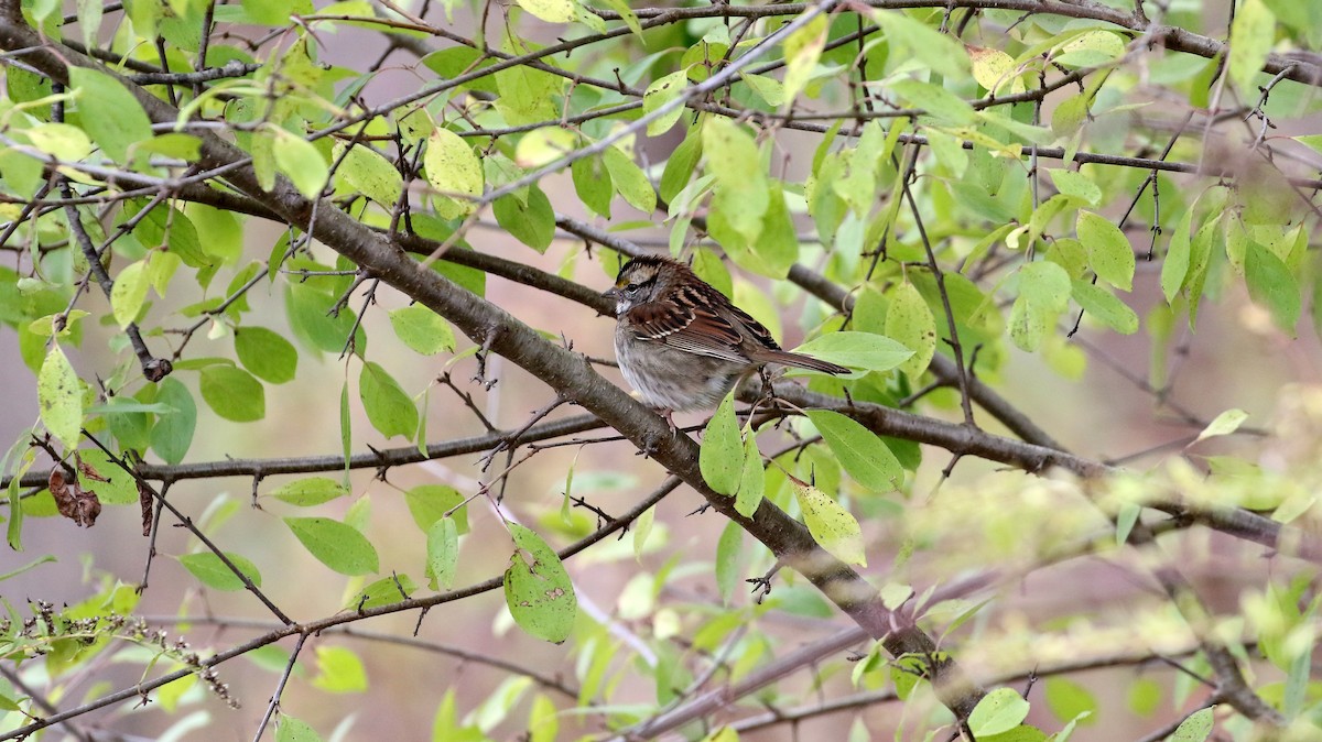 White-throated Sparrow - Kyle Gage