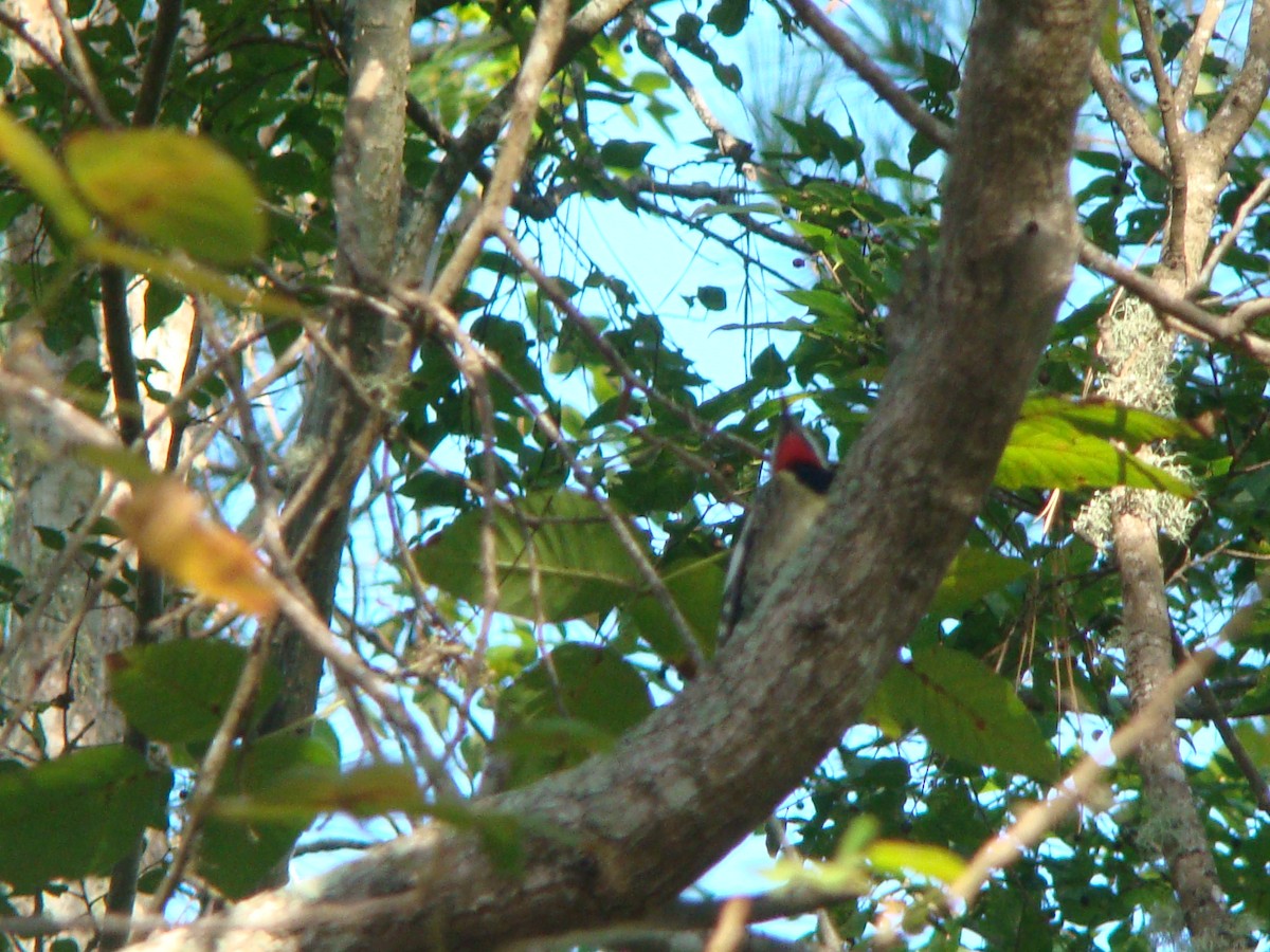 Yellow-bellied Sapsucker - Susan Evanoff