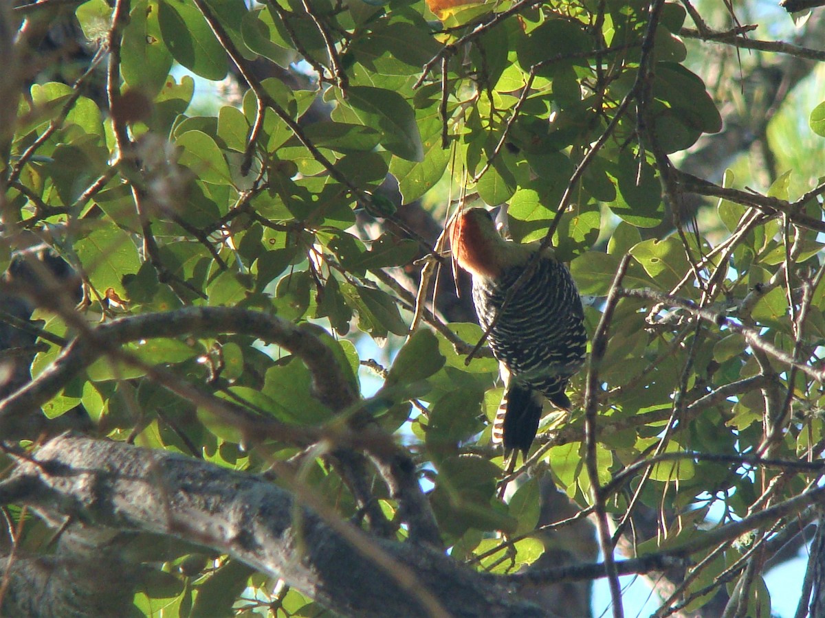 Red-bellied Woodpecker - Susan Evanoff