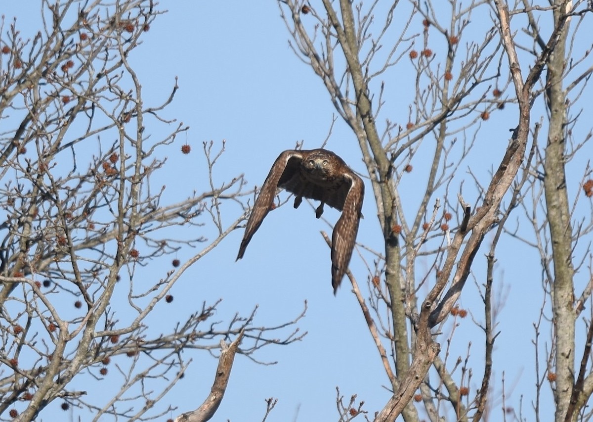 Red-tailed Hawk - ML276273591