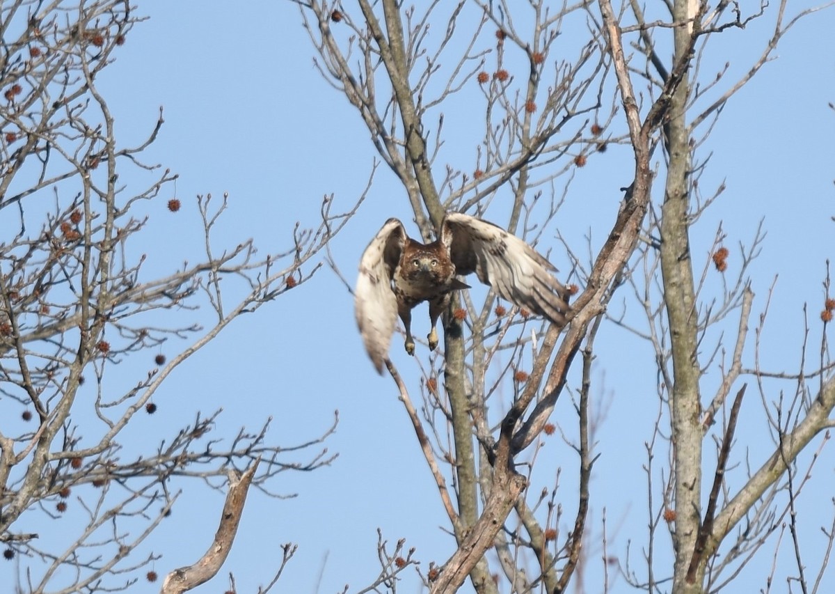 Red-tailed Hawk - ML276273601