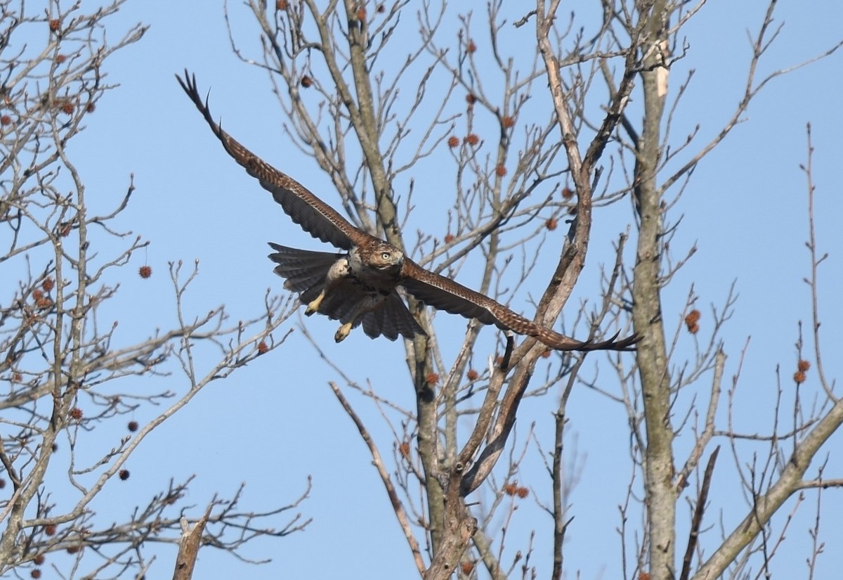 Red-tailed Hawk - ML276273681