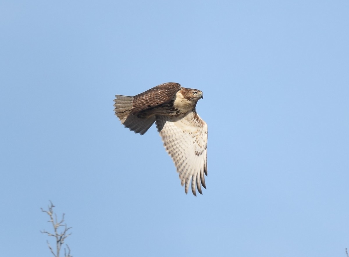 Red-tailed Hawk - ML276273771