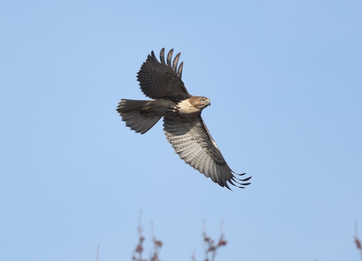 Red-tailed Hawk - ML276273781