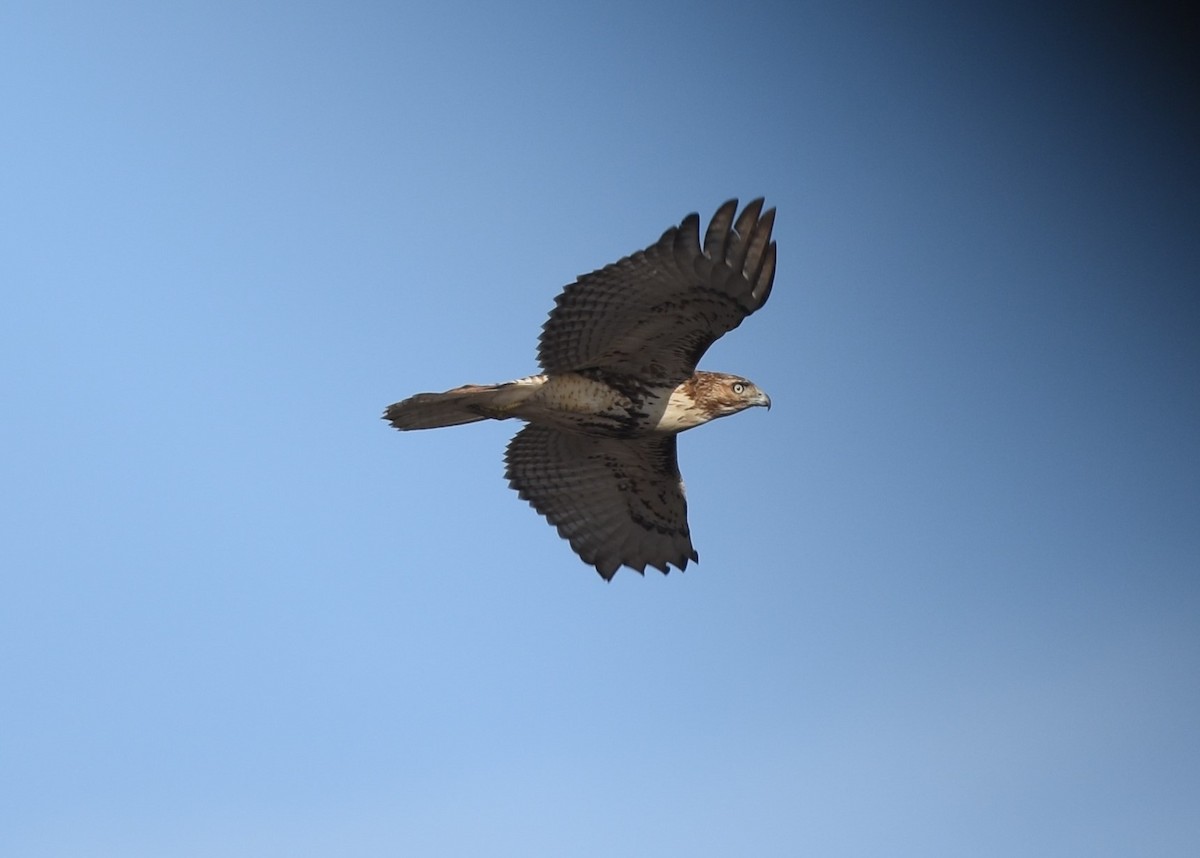 Red-tailed Hawk - ML276273981