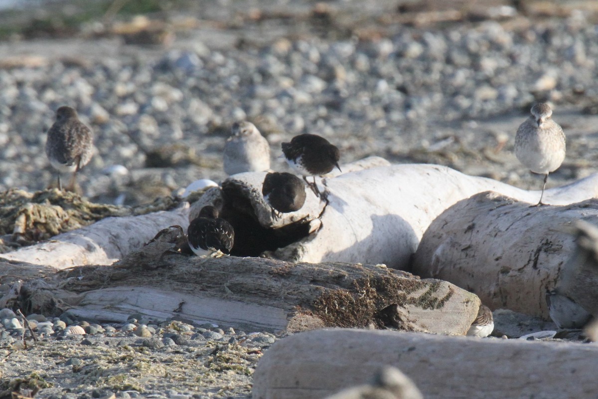 Black Turnstone - ML276274391