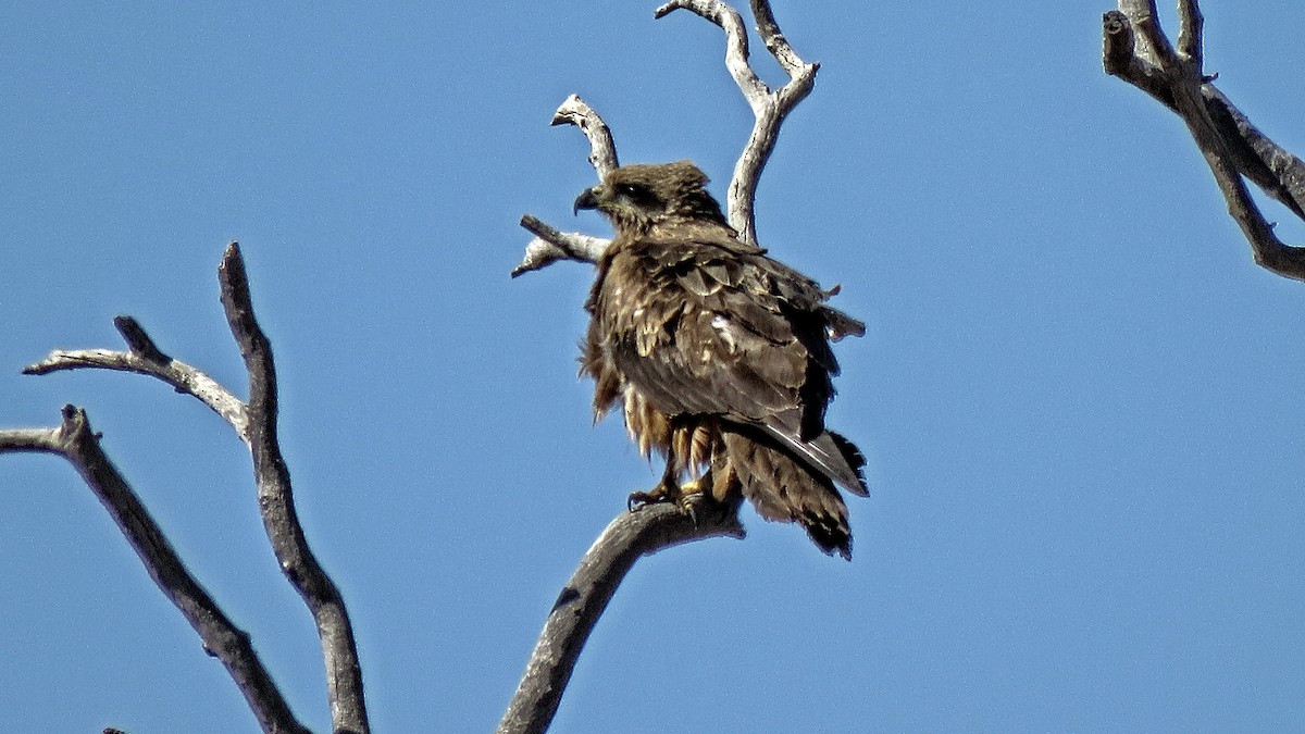 Black Kite - Bill de Belin