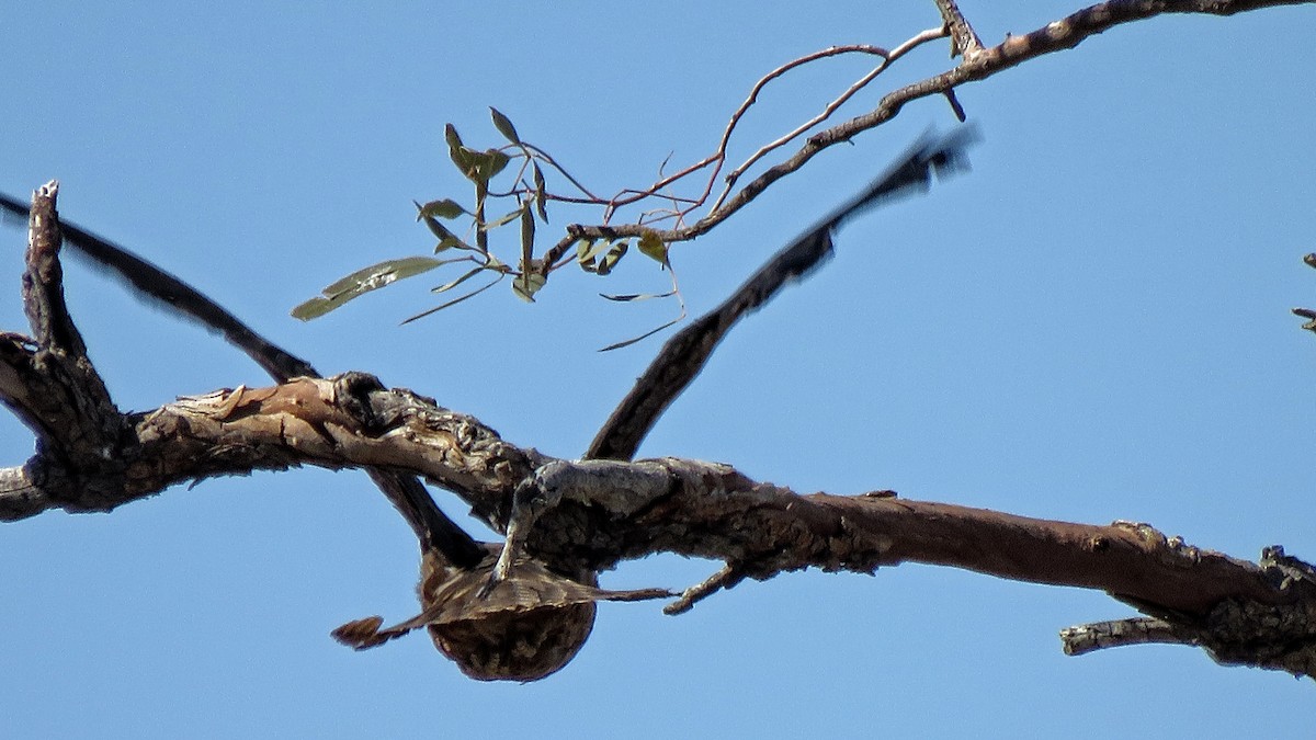 Black Kite - Bill de Belin