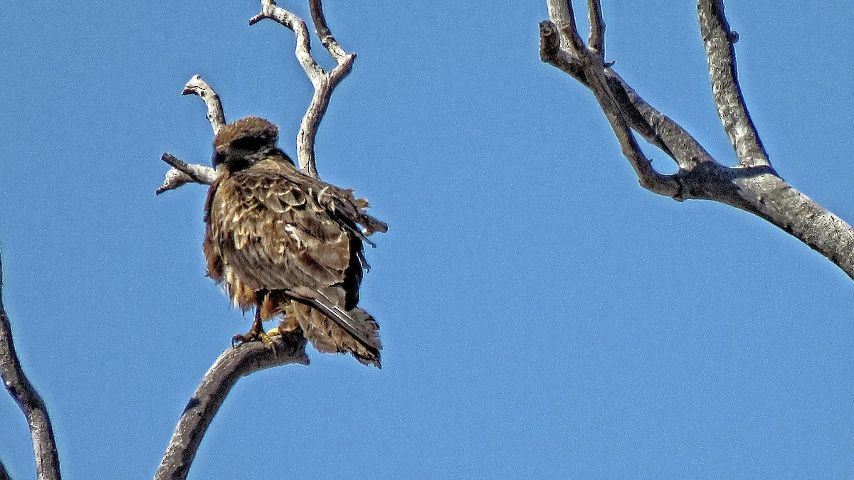 Black Kite - Bill de Belin