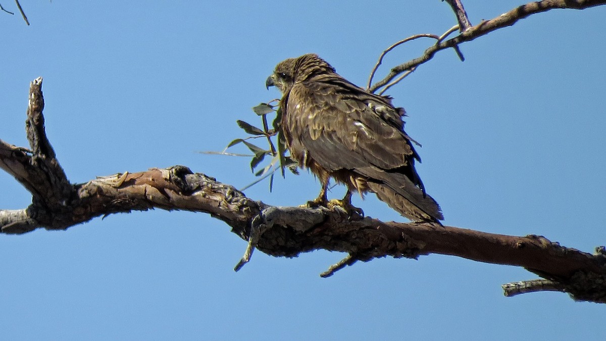 Black Kite - Bill de Belin