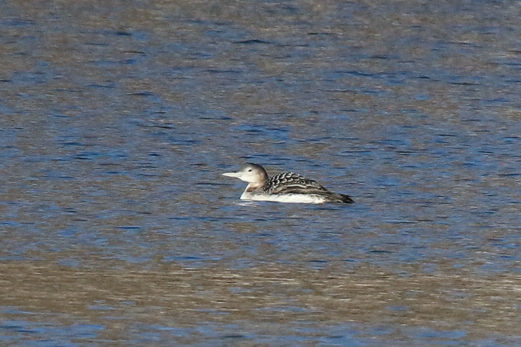 Yellow-billed Loon - Ethan Denton