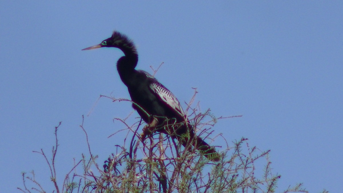 アメリカヘビウ - ML27627791