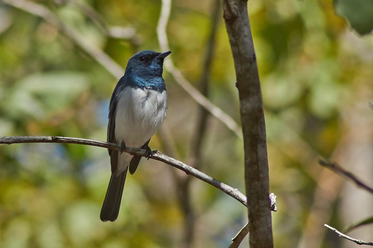 Leaden Flycatcher - ML276278141