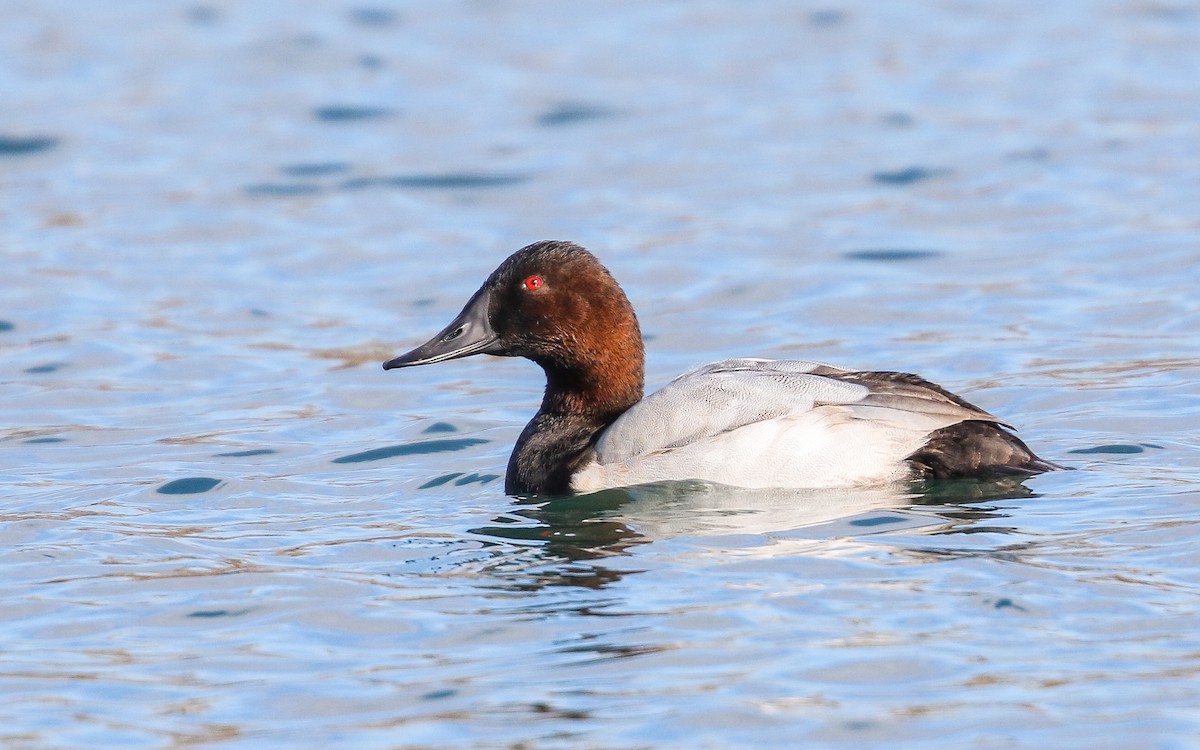 Canvasback - Ethan Denton