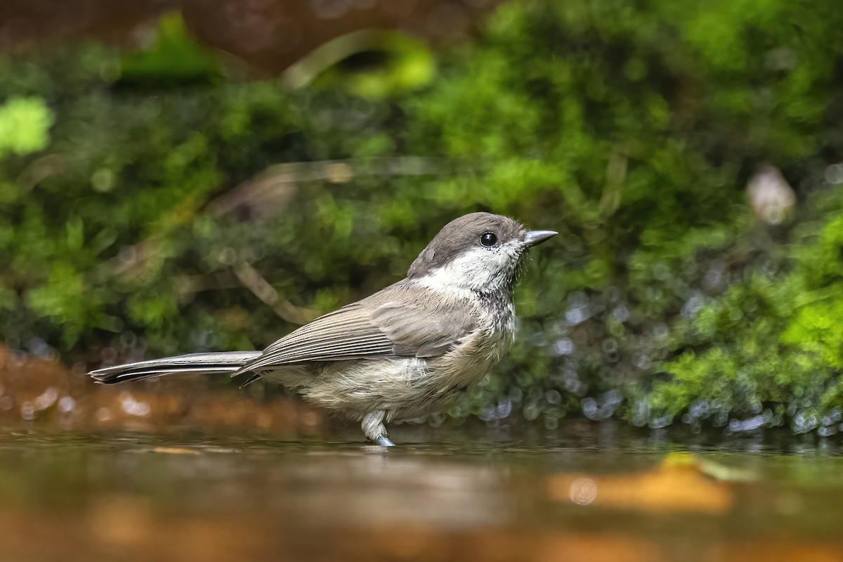 Mésange boréale - ML276278851