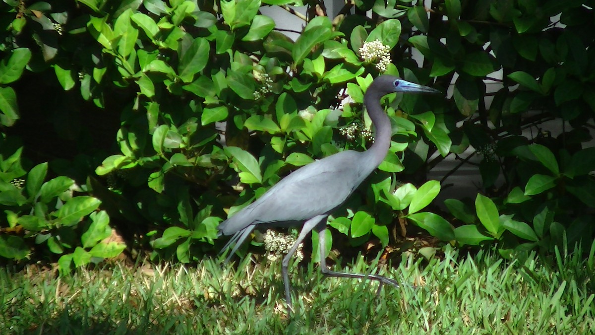 Little Blue Heron - ML27627901