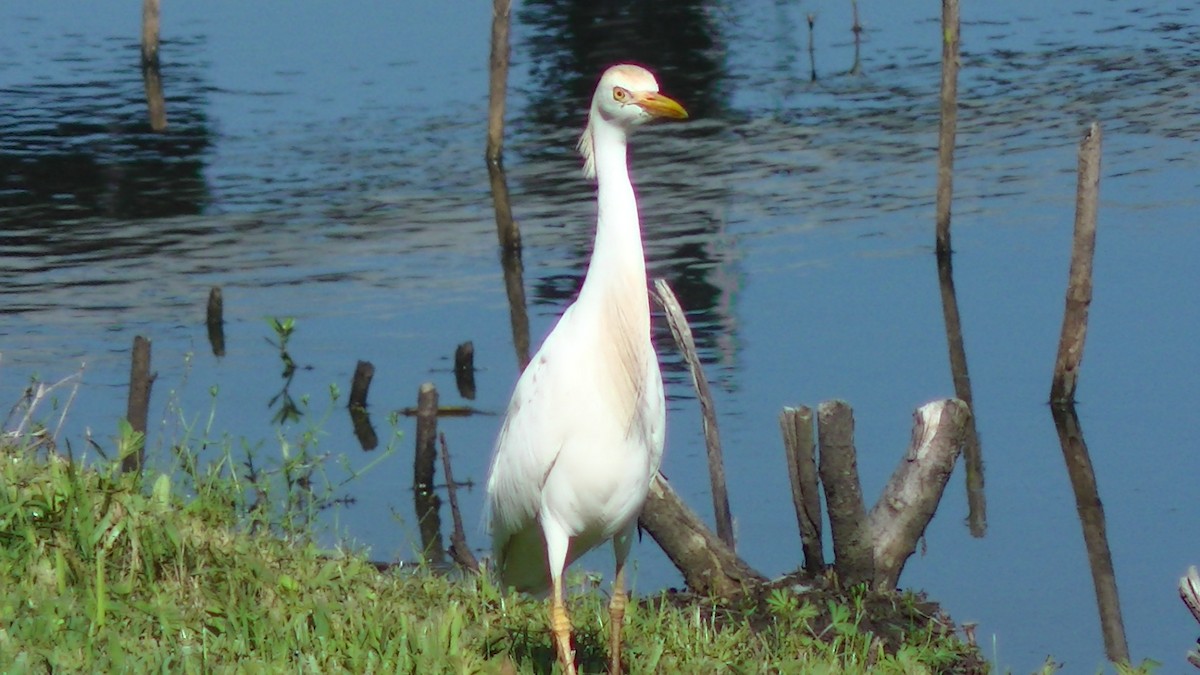 Western Cattle Egret - ML27627971