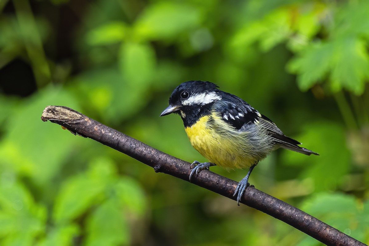 Yellow-bellied Tit - Su Li