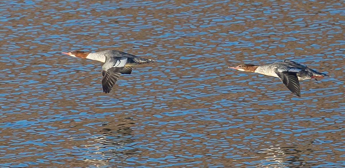 Common Merganser - ML276280561