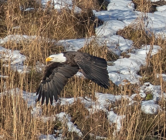 Bald Eagle - ML276280611