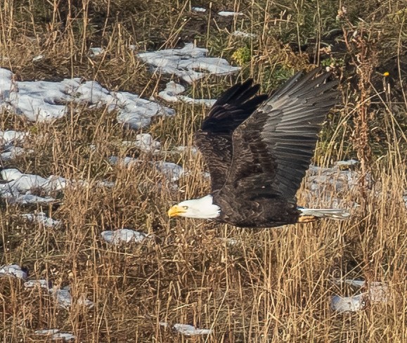 Bald Eagle - ML276280621