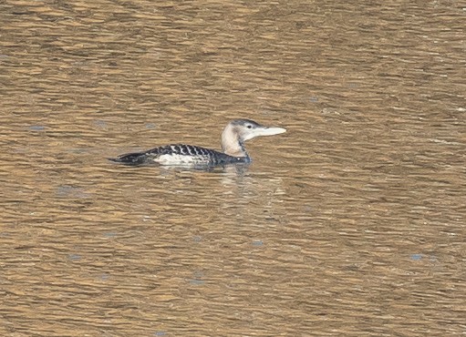 Yellow-billed Loon - Caroline Lambert