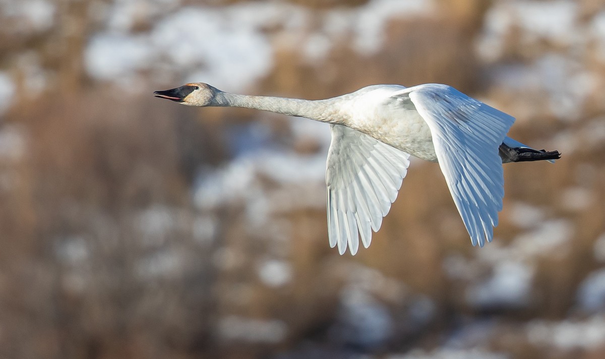 Trumpeter Swan - Caroline Lambert