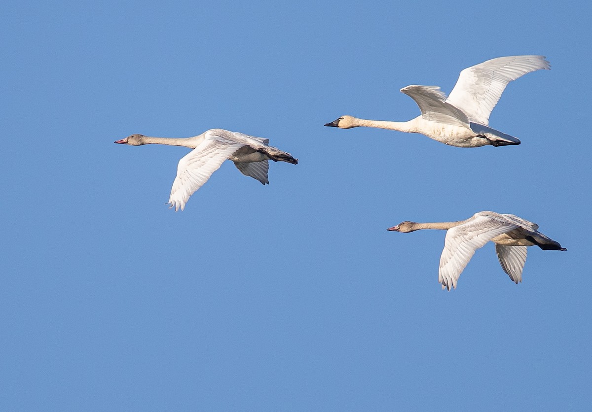 Cygne siffleur - ML276280831