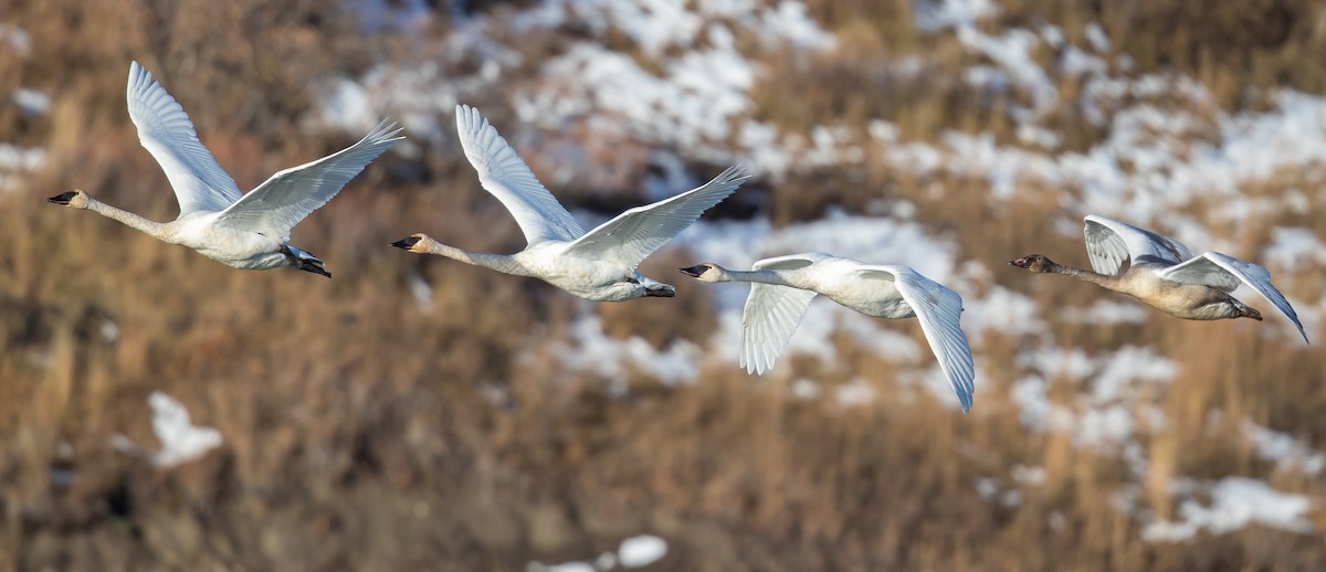 Trumpeter Swan - Caroline Lambert