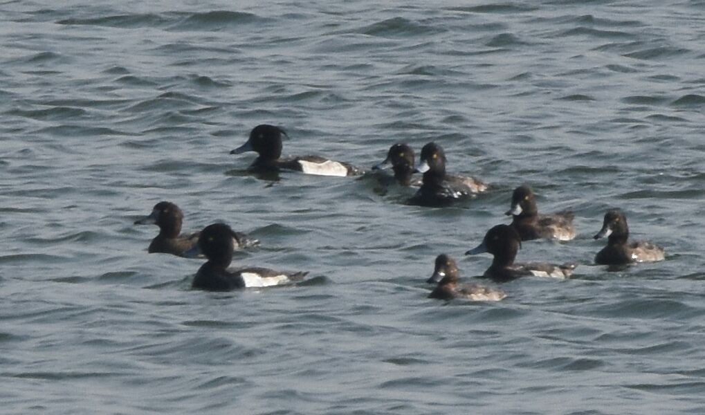 Tufted Duck - ML276282881