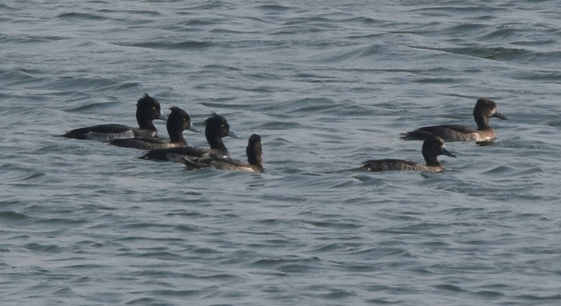 Tufted Duck - ML276282981