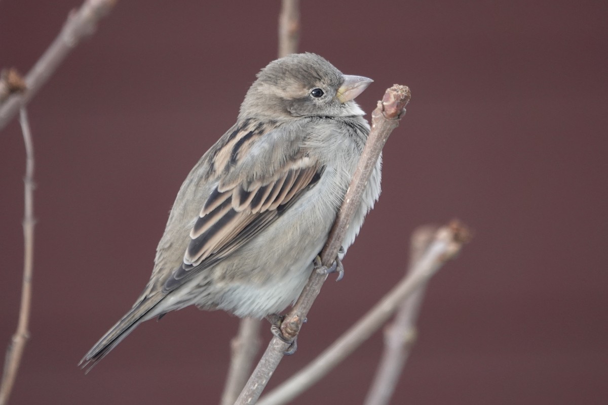 Moineau domestique - ML276283011