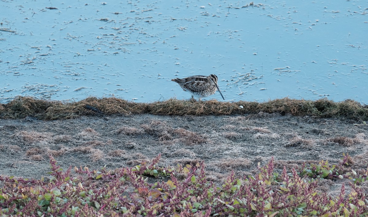 Wilson's Snipe - ML276283281