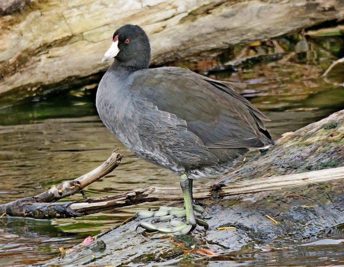 American Coot - Hank Heiberg