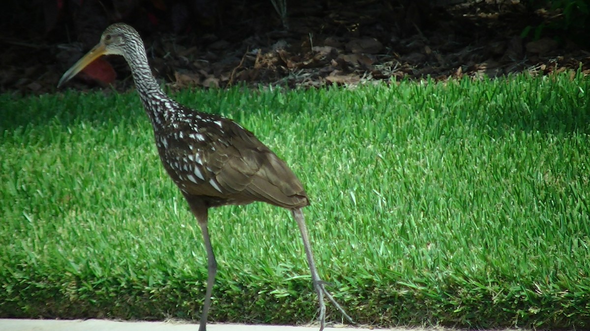 Limpkin - ML27628421