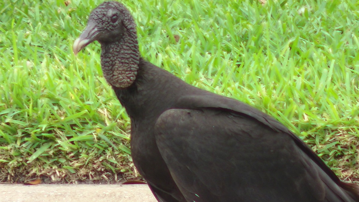 Black Vulture - ML27628521