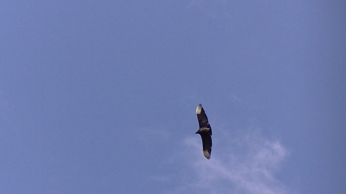 Black Vulture - ML27628721