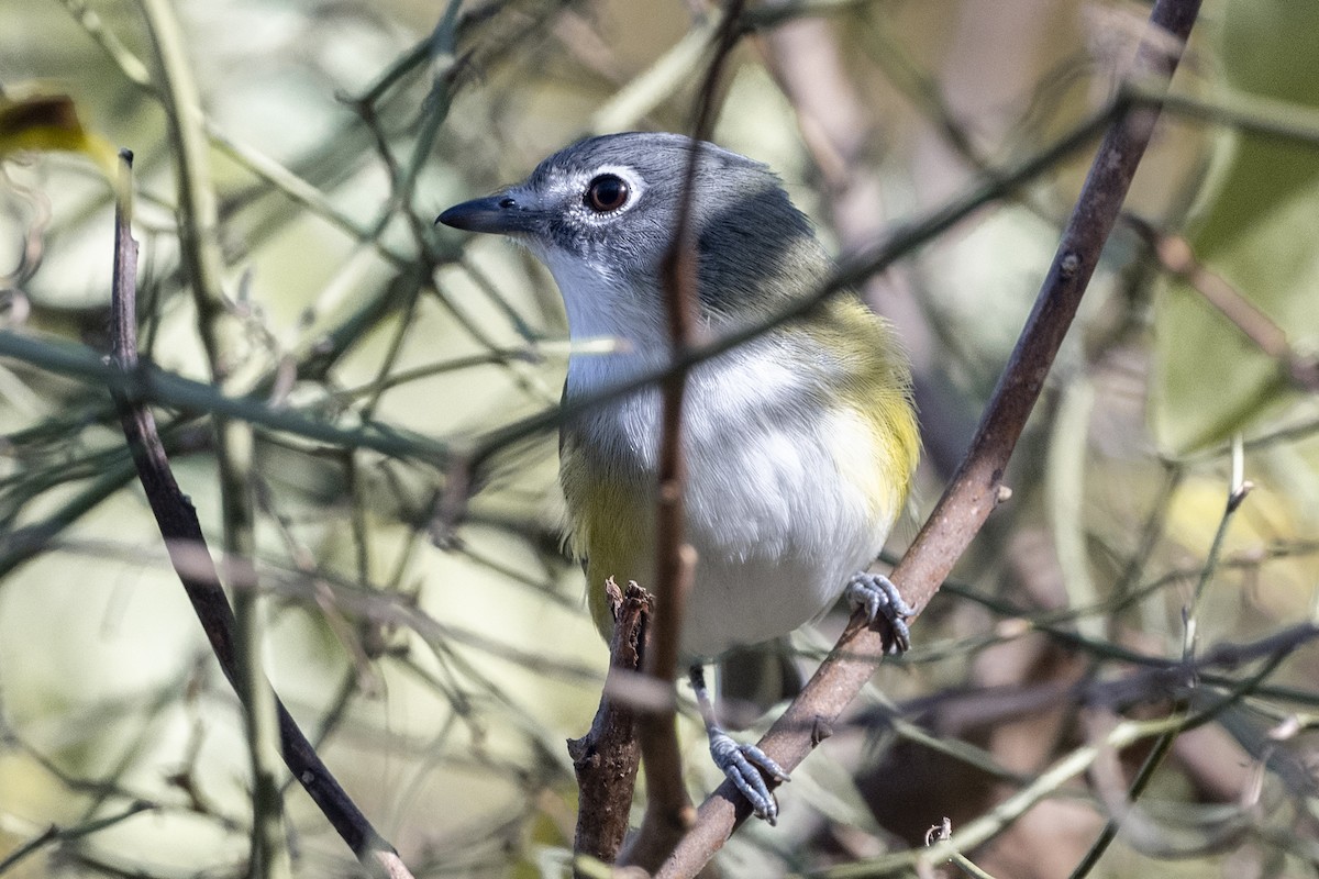 Blue-headed Vireo - Michael Linz