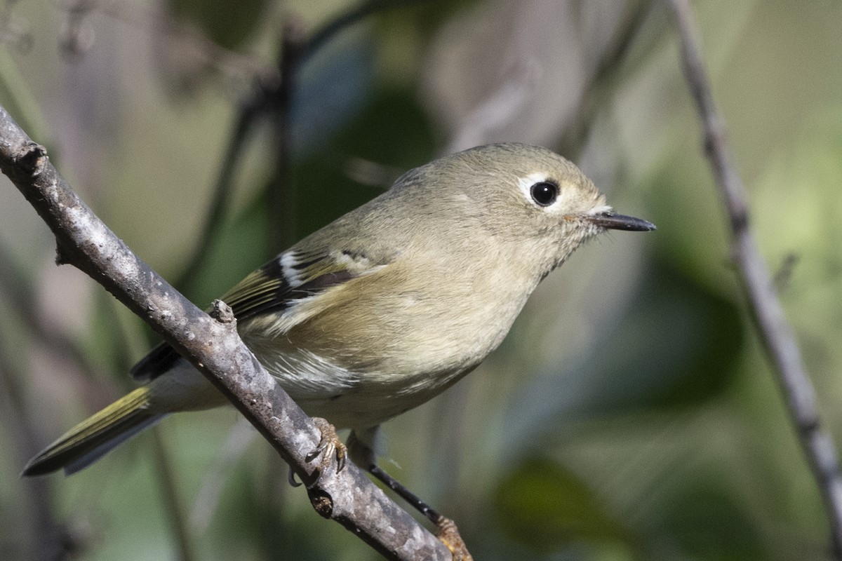 Ruby-crowned Kinglet - ML276288081